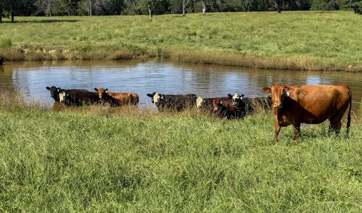 Photo #13 of 2475 Coleridge, Siler City, NC 140.0 acres