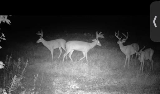 Photo #3 of Crantock, Smithfield, NC 157.8 acres
