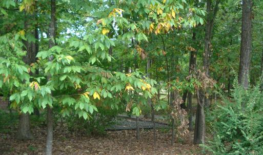 Photo #6 of 809 Brandon, Durham, NC 0.5 acres