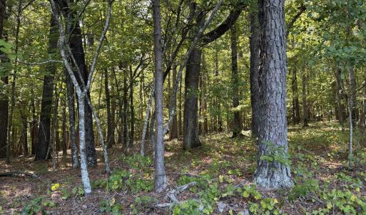 wooded area