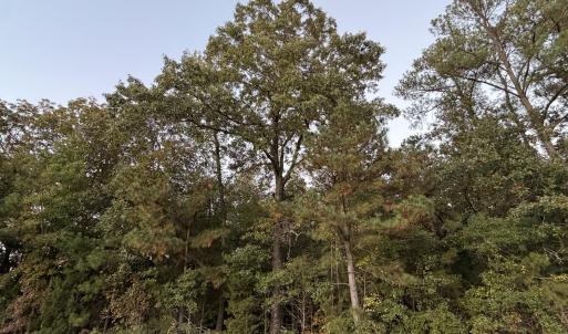 Mature hardwoods and pines canopy