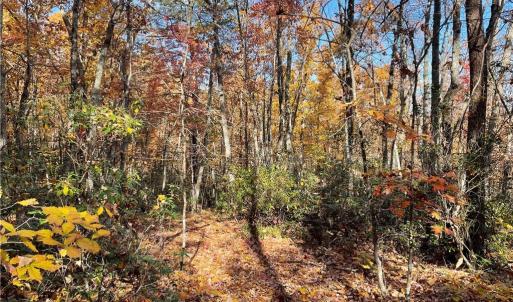 Photo #13 of 1928 Frye, Westfield, NC 77.0 acres