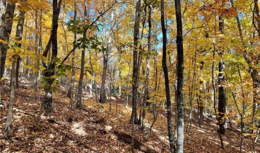 Photo #17 of 1928 Frye, Westfield, NC 77.0 acres