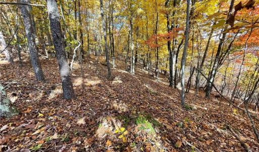 Photo #16 of 1928 Frye, Westfield, NC 77.0 acres