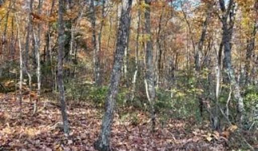 Photo #15 of 1928 Frye, Westfield, NC 77.0 acres