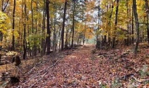 Photo #19 of 1928 Frye, Westfield, NC 77.0 acres