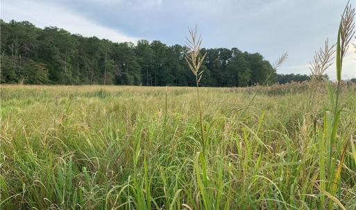 Marshes across Lancaster Creek in the Summer