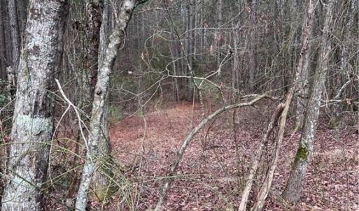 Photo #38 of 000 Jack Swamp Road, Pleasant Hill, North Carolina 13.3 acres