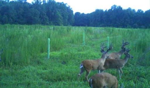 Photo #39 of 86 AC Holy Neck Road, Suffolk, Virginia 86.0 acres