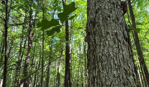 Photo #8 of Blue Jay Street, Danville, Virginia 42.9 acres