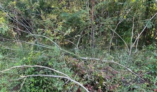 Photo #4 of 103 Kickapoo Trail, Edenton, North Carolina 0.2 acres