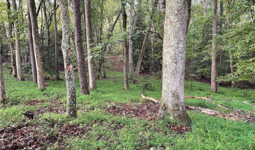 Photo #22 of 1105 Stewarts Road, Lanexa, Virginia 47.0 acres