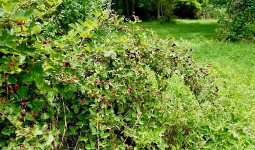 Photo #3 of 2.38ac Chesapeake Drive, Exmore, Virginia 2.4 acres