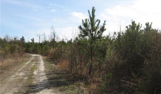 Photo #15 of 4161 Caratoke Highway, Barco, North Carolina 92.4 acres