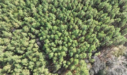 Photo #14 of 108 Purdy Road, Emporia, Virginia 108.1 acres