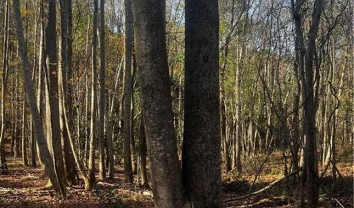 Photo #15 of 108 Purdy Road, Emporia, Virginia 108.1 acres