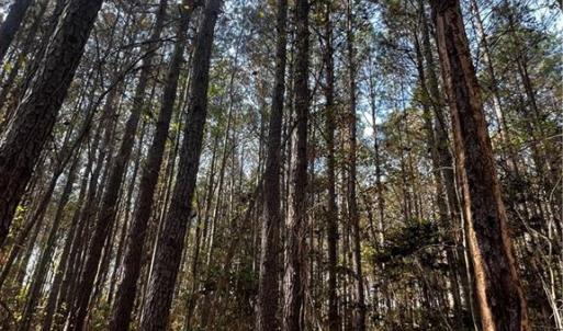 Photo #17 of 108 Purdy Road, Emporia, Virginia 108.1 acres