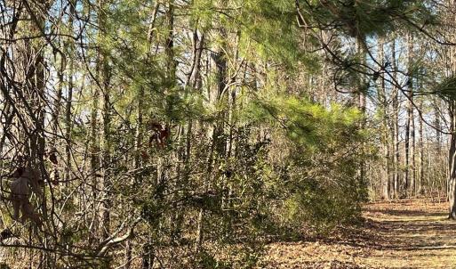 323 Vista Point Drive. Hampton VA. 23666. Path toward the main acreage.