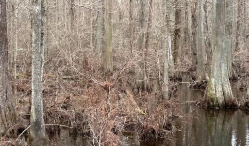 Photo #11 of 104 Ac Pope Swamp Trail, Windsor, Virginia 104.0 acres