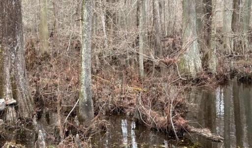 Photo #12 of 104 Ac Pope Swamp Trail, Windsor, Virginia 104.0 acres