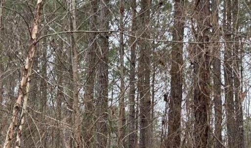 Photo #15 of 104 Ac Pope Swamp Trail, Windsor, Virginia 104.0 acres