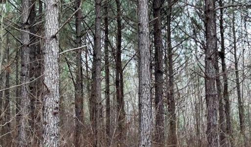 Photo #16 of 104 Ac Pope Swamp Trail, Windsor, Virginia 104.0 acres