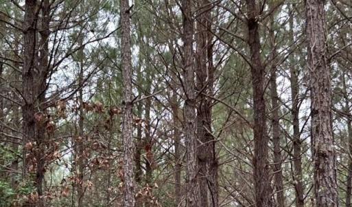 Photo #17 of 104 Ac Pope Swamp Trail, Windsor, Virginia 104.0 acres