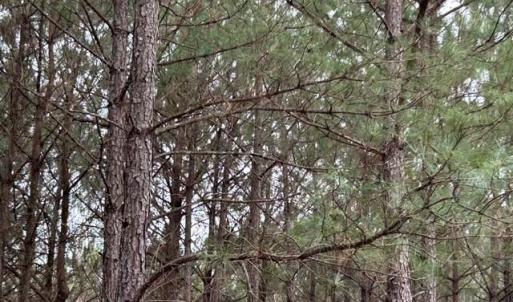 Photo #18 of 104 Ac Pope Swamp Trail, Windsor, Virginia 104.0 acres