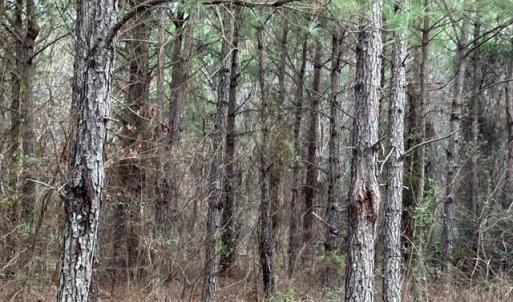 Photo #19 of 104 Ac Pope Swamp Trail, Windsor, Virginia 104.0 acres