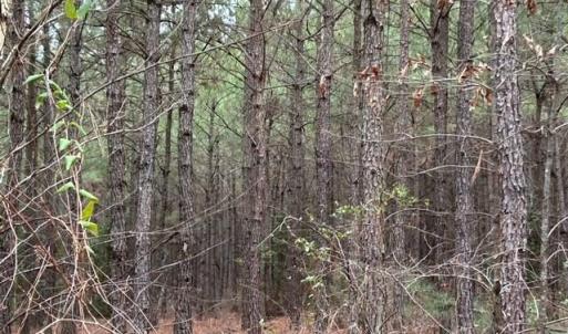 Photo #20 of 104 Ac Pope Swamp Trail, Windsor, Virginia 104.0 acres