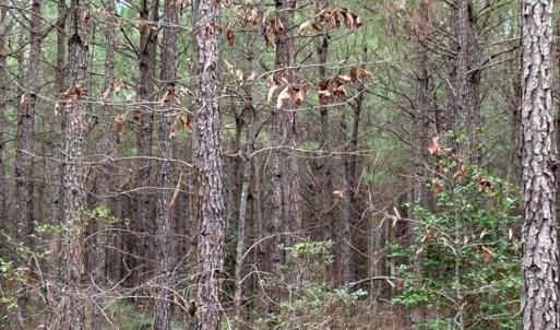 Photo #21 of 104 Ac Pope Swamp Trail, Windsor, Virginia 104.0 acres
