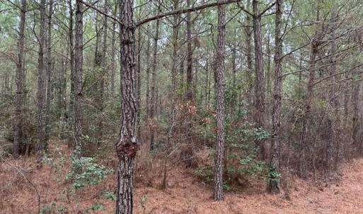 Photo #23 of 104 Ac Pope Swamp Trail, Windsor, Virginia 104.0 acres
