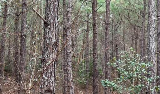 Photo #24 of 104 Ac Pope Swamp Trail, Windsor, Virginia 104.0 acres