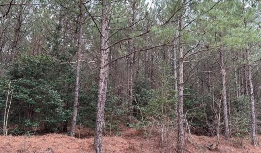 Photo #27 of 104 Ac Pope Swamp Trail, Windsor, Virginia 104.0 acres