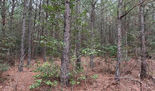 Photo #28 of 104 Ac Pope Swamp Trail, Windsor, Virginia 104.0 acres