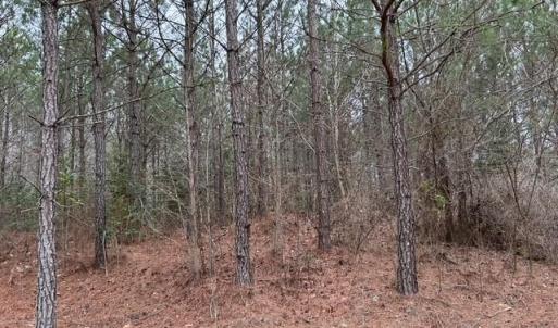 Photo #30 of 104 Ac Pope Swamp Trail, Windsor, Virginia 104.0 acres