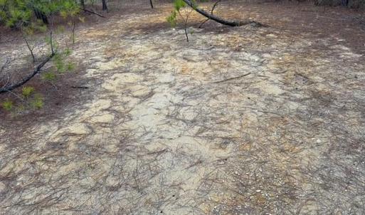 Photo #31 of 104 Ac Pope Swamp Trail, Windsor, Virginia 104.0 acres