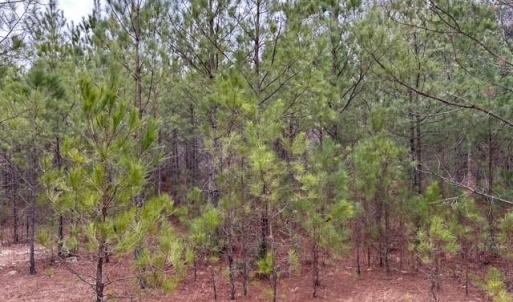 Photo #32 of 104 Ac Pope Swamp Trail, Windsor, Virginia 104.0 acres