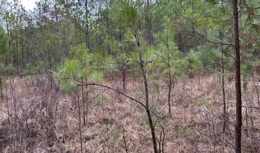 Photo #36 of 104 Ac Pope Swamp Trail, Windsor, Virginia 104.0 acres