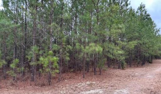 Photo #38 of 104 Ac Pope Swamp Trail, Windsor, Virginia 104.0 acres