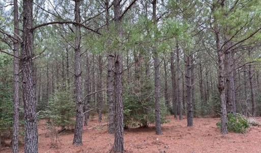 Photo #39 of 104 Ac Pope Swamp Trail, Windsor, Virginia 104.0 acres