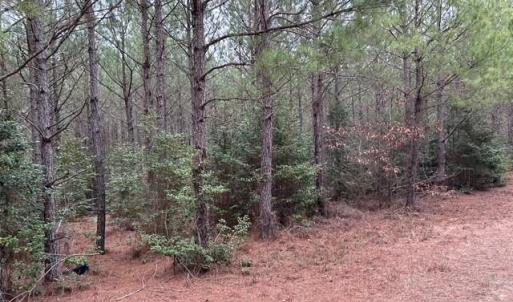 Photo #40 of 104 Ac Pope Swamp Trail, Windsor, Virginia 104.0 acres