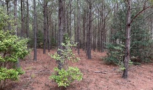 Photo #42 of 104 Ac Pope Swamp Trail, Windsor, Virginia 104.0 acres