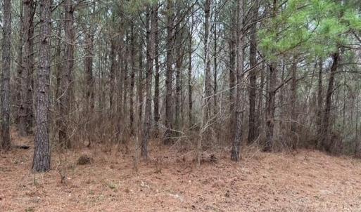 Photo #45 of 104 Ac Pope Swamp Trail, Windsor, Virginia 104.0 acres