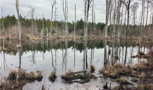 Photo #9 of 104 Ac Pope Swamp Trail, Windsor, Virginia 104.0 acres