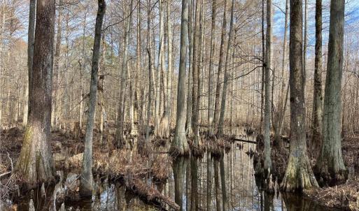 Photo #10 of 104 Ac Pope Swamp Trail, Windsor, Virginia 104.0 acres