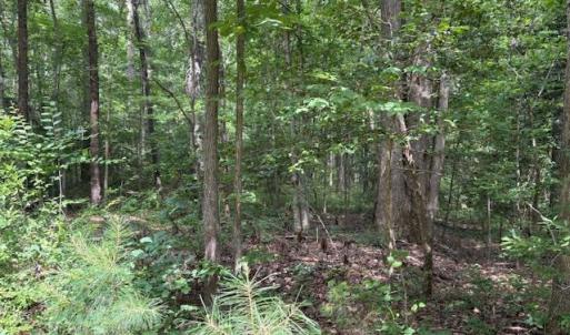 Photo #7 of LOT 28 Rivers Knoll, Heathsville, Virginia 2.7 acres