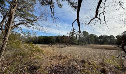 Marsh views