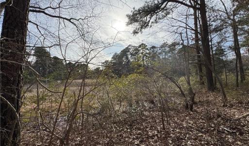 Marsh views