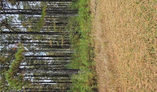 Photo #5 of 4858 Carsley Road, Waverly, Virginia 3.1 acres